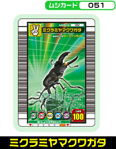 ミクラミヤマクワガタ（051）［未確定］