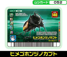 ヒメゴホンヅノカブト（052）［未確定］