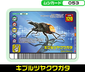 キプルツヤクワガタ（053）［未確定］