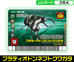 プラティオドンネブトクワガタ（054）［未確定］