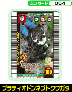 プラティオドンネブトクワガタ（054）［未確定］