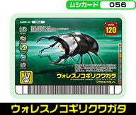 ウォレスノコギリクワガタ（056）［未確定］