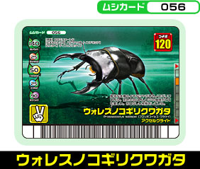 ウォレスノコギリクワガタ（056）［未確定］