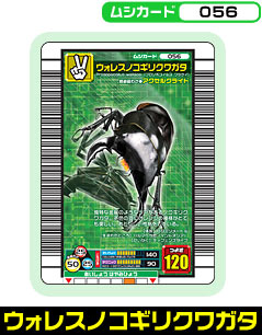 ウォレスノコギリクワガタ（056）［未確定］
