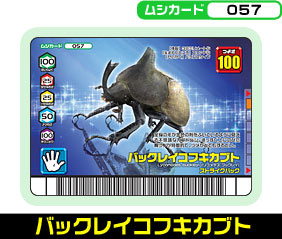 バックレイコフキカブト（057）［未確定］