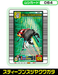 スティーブンスツヤクワガタ（064）［未確定］