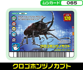 クロゴホンヅノカブト（065）［未確定］