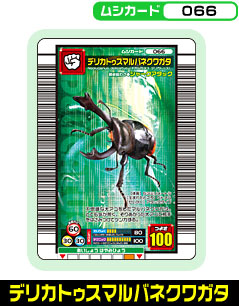デリカトゥスマルバネクワガタ（066）［未確定］