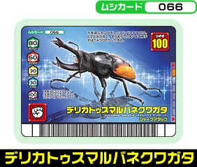 デリカトゥスマルバネクワガタ（066）［未確定］