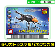 デリカトゥスマルバネクワガタ（066）［未確定］