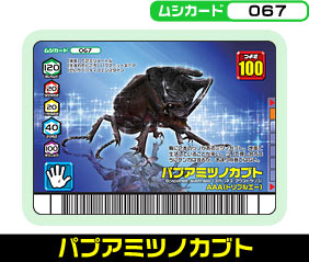 パプアミツノカブト（067）［未確定］