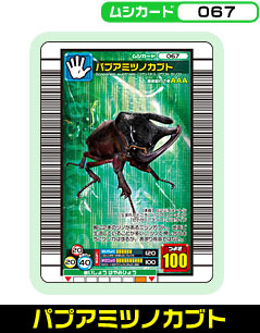 パプアミツノカブト（067）［未確定］