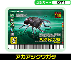 アカアシクワガタ（071）［未確定］