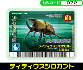 ティティウスシロカブト（072）［未確定］