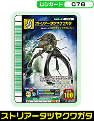ストリアータツヤクワガタ（076）［未確定］