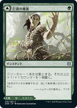 Vastwood Fortification // Vastwood Thicket（ZNR 216・フォイル・日本語）
