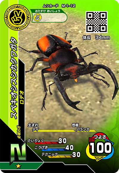 スペキオシスシカクワガタ（M-1-12）［N］