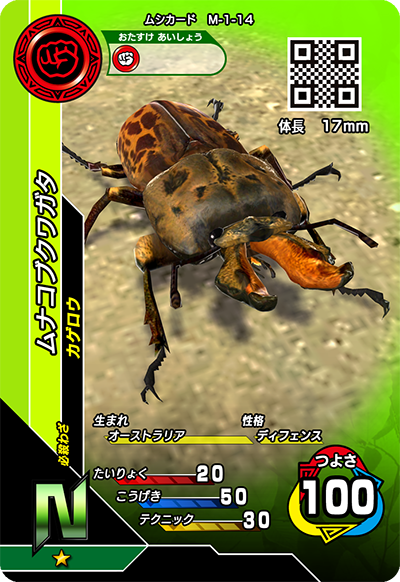 ムナコブクワガタ（M-1-14）［N］