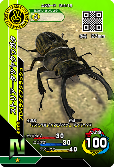ストリアータツヤクワガタ（M-1-15）［N］