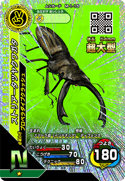 ストリアータツヤクワガタ（M-1-15）［N］