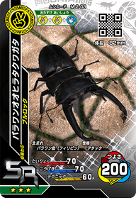パラワンオオヒラタクワガタ（M-2-03）［SR］