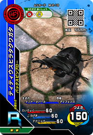 ティティウスヒラタクワガタ（M-2-10）［R］