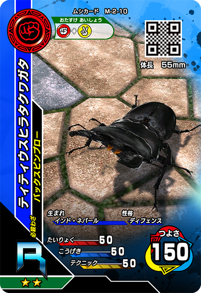 ティティウスヒラタクワガタ（M-2-10）［R］