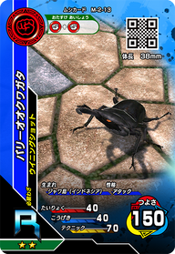パリーオオクワガタ（M-2-13）［R］