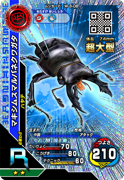 マキシムスマルバネクワガタ（M-3-08）［R］