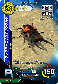 ファブリースノコギリクワガタ（M-3-12）［R］