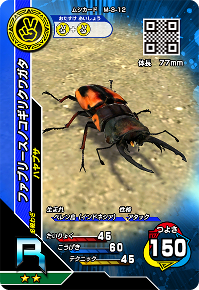 ファブリースノコギリクワガタ（M-3-12）［R］