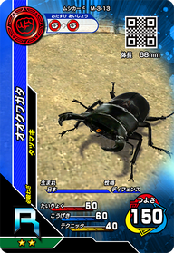 オオクワガタ（M-3-13）［R］