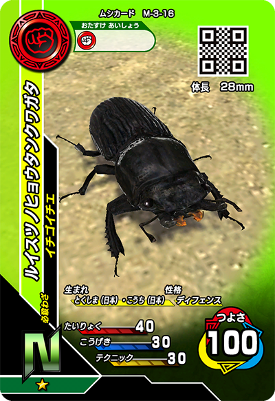 ルイスツノヒョウタンクワガタ（M-3-16）［N］