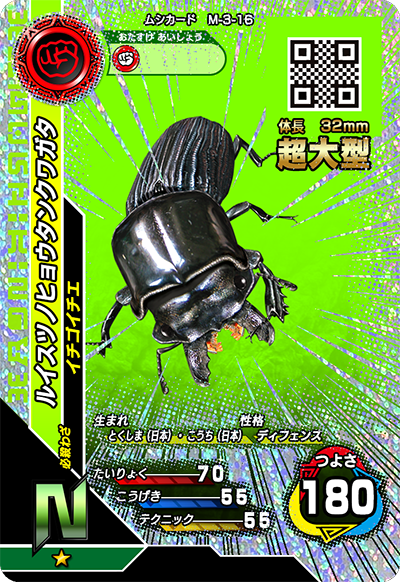 ルイスツノヒョウタンクワガタ（M-3-16）［N］