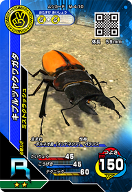 キプルツヤクワガタ（M-4-10）［R］
