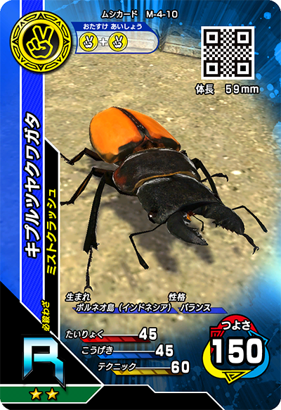 キプルツヤクワガタ（M-4-10）［R］