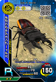 スティーブンスツヤクワガタ（M-4-13）［R］