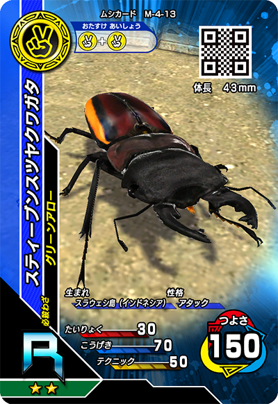 スティーブンスツヤクワガタ（M-4-13）［R］