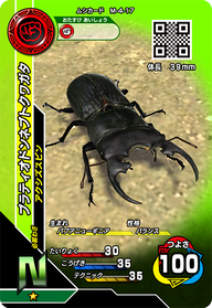 プラティオドンネブトクワガタ（M-4-17）［N］