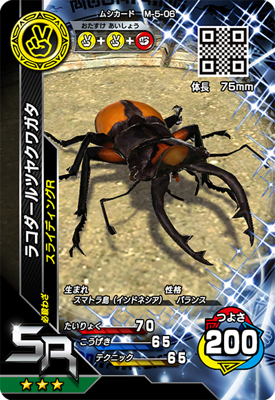 ラコダールツヤクワガタ（M-5-06）［SR］