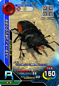 ハスタートノコギリクワガタ（M-5-13）［R］