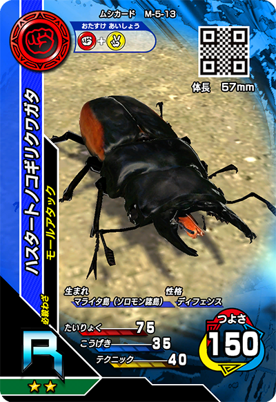 ハスタートノコギリクワガタ（M-5-13）［R］