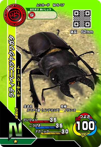 ラティペニスツヤクワガタ（M-5-17）［N］