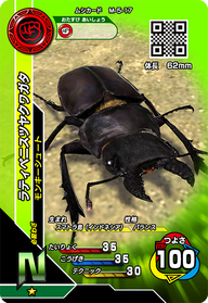 ラティペニスツヤクワガタ（M-5-17）［N］