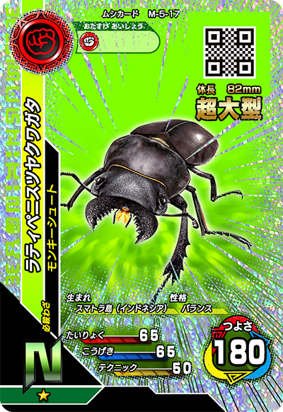 ラティペニスツヤクワガタ（M-5-17）［N］