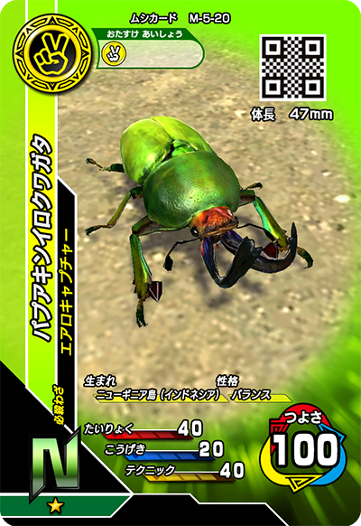 パプアキンイロクワガタ（M-5-20）［N］
