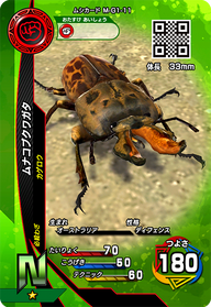 ムナコブクワガタ（M-G1-11）［N］