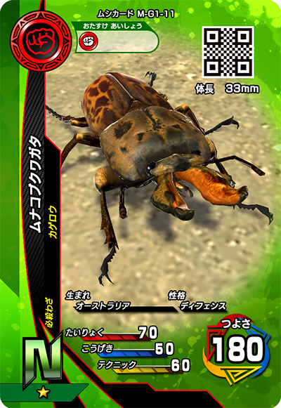 ムナコブクワガタ（M-G1-11）［N］