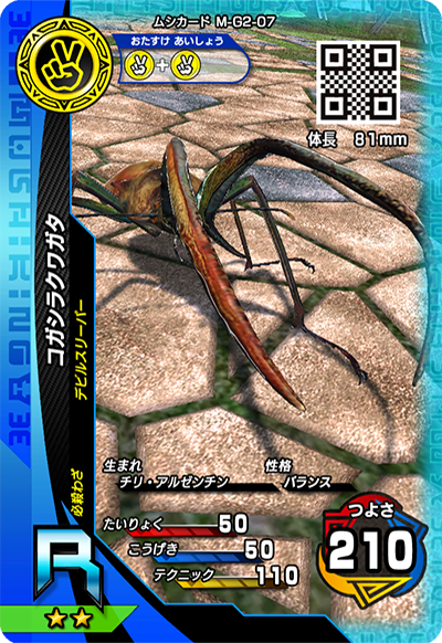 コガシラクワガタ（M-G2-07）［R］