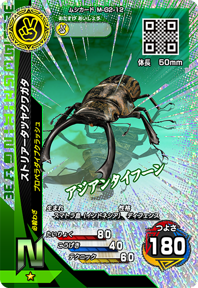 ストリアータツヤクワガタ（M-G2-12）［N］